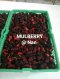 มัลเบอรี่สด/ลูกหม่อนสดแช่แข็ง Mulberry Fruit จำนวน2000 กก.