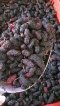 มัลเบอรี่สด ลูกหม่อนสดแช่แข็ง Mulberry Fruit จำนวน2000 กก.