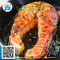 Salmon Steak cut (150 g./pc.)(5 pcs./pack)