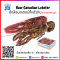 กุ้งล๊อบสเตอร์ทั้งตัวดิบ (600-650G/PC) (Lobster)