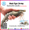 黑虎虾 Black Tiger Shrimp (8-12 PCS/PACK) (NW 80%)