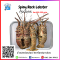 刺岩龙虾 Spiny Rock Lobster (Size: 400-500 g./pc)