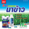 2 พลัง ส่งเสริมการเจริญเติบโตของนาข้าว บีกิน + รีเฟรชเชอร์