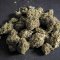 TRIMINATOR - MINI DRY TABLETOP BUD TRIMMER