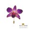 เข็มกลัดแบบพินดอกกล้วยไม้หวาย Dendrobium ขอบทอง (สีชมพูม่วง)
