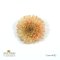 เข็มกลัดดอกมัม หรือ ดอกเบญจมาศ (Chrysanthemum)