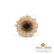 แหวนดอกเก๊กฮวย / Mini Chrysanthemum Ring (Cream)
