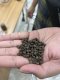 Importing Premium Black Pepper from Indonesia