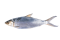 Milkfish (Frozen)