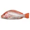 Red Snapper Fish (Frozen)