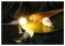 LED A60 DIMMABLE BLUB 9W Warmwhite /Daylight