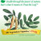 Astragalus