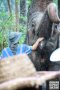 One Day Elephant Sanctuary & Trekking