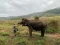 2 Day 1 Night Trek At Chiang Mai Trekking Center
