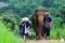 Elephant Sanctuary Care Park (半天下午）