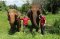Ran-Tong Elephant .Care Program + ATV