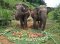 Elephant Sanctuary Care Park