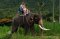 Elephant Trekking for 30 mins & Waterfall