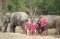 One Day with ATV At Karen Hilltribe Elephant Sanctuary