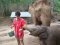 ดูแลช้างเต็มวัน (ไม่มีขี่ช้าง) Bamboo Elephant Family Care