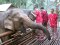 照顾大象半日游早上（没有骑大象）Bamboo Elephant Family Care