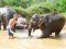 照顾大象半日游早上（没有骑大象) Chang Sanctuary