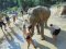 One Day Chiang Mai Elephant Sanctuary & Trekking