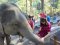 กิจกรรมหนึ่งวันเลี้ยงช้างที่ Chiang Mai Elephant Sanctuary + เดินป่า 