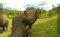 ดูแลช้างครึ่งวันตอนบ่าย Dumbo Elephant Spa