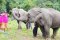 照顾大象一日游 Chiang Mai Elephantland