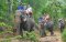 Elephant Trekking for 45 mins & Waterfall
