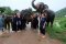 One Day Elephant Care Project
