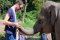 Half Day Morning Elephant Family Care