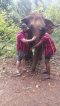 ดูแลช้างครึ่งวันตอนเช้า Elephant Jungle Paradise Park