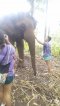 ดูแลช้างครึ่งวันตอนเช้า Elephant Jungle Paradise Park