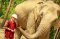 ดูแลช้างเต็มวัน (ไม่มีขี่ช้าง) Elephant Jungle Sanctuary