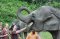ดูแลช้างครึ่งวันตอนบ่าย Elephant Jungle Sanctuary