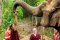 照顾大象半日游下午（没有骑大象） Elephant Jungle Sanctuary