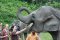 ดูแลช้างเต็มวัน (ไม่มีขี่ช้าง) Elephant Jungle Sanctuary