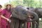 ดูแลช้างครึ่งวันตอนเช้า Elephant Rescue Park (B)