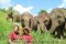 ดูแลช้างเต็มวัน (ไม่มีขี่ช้าง) Elephant Rescue Park (C)