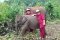 One Day Elephant Rescue Park (C)