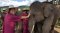 照顾大象半日游早上（没有骑大象) Elephant Rescue Park (A)