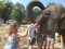照顾大象一日游（没有骑大象）Elephant Retirement Park