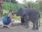 照顾大象半日游早上（没有骑大象）Elephant Retirement Park