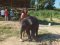照顾大象一日游（没有骑大象）Elephant Retirement Park