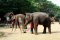 One Day Elephant Safari & Visit Karen Longneck Village