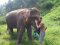One Day Elephant Trekking Care