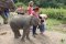 กิจกรรมเลี้ยงช้างครึ่งวันบ่าย ที่ Elephant Village Sanctuary