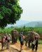 Half day Morning Elephant Sanctuary Care Park